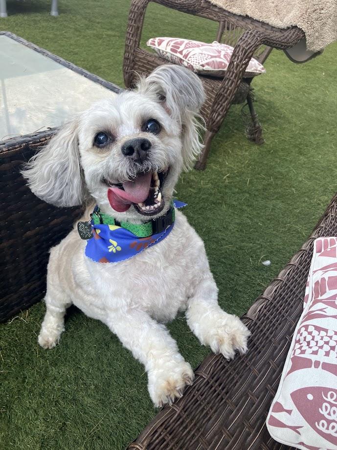 Bentley, a Adoptable mixed breed in Scottsdale, AZ image 3/5