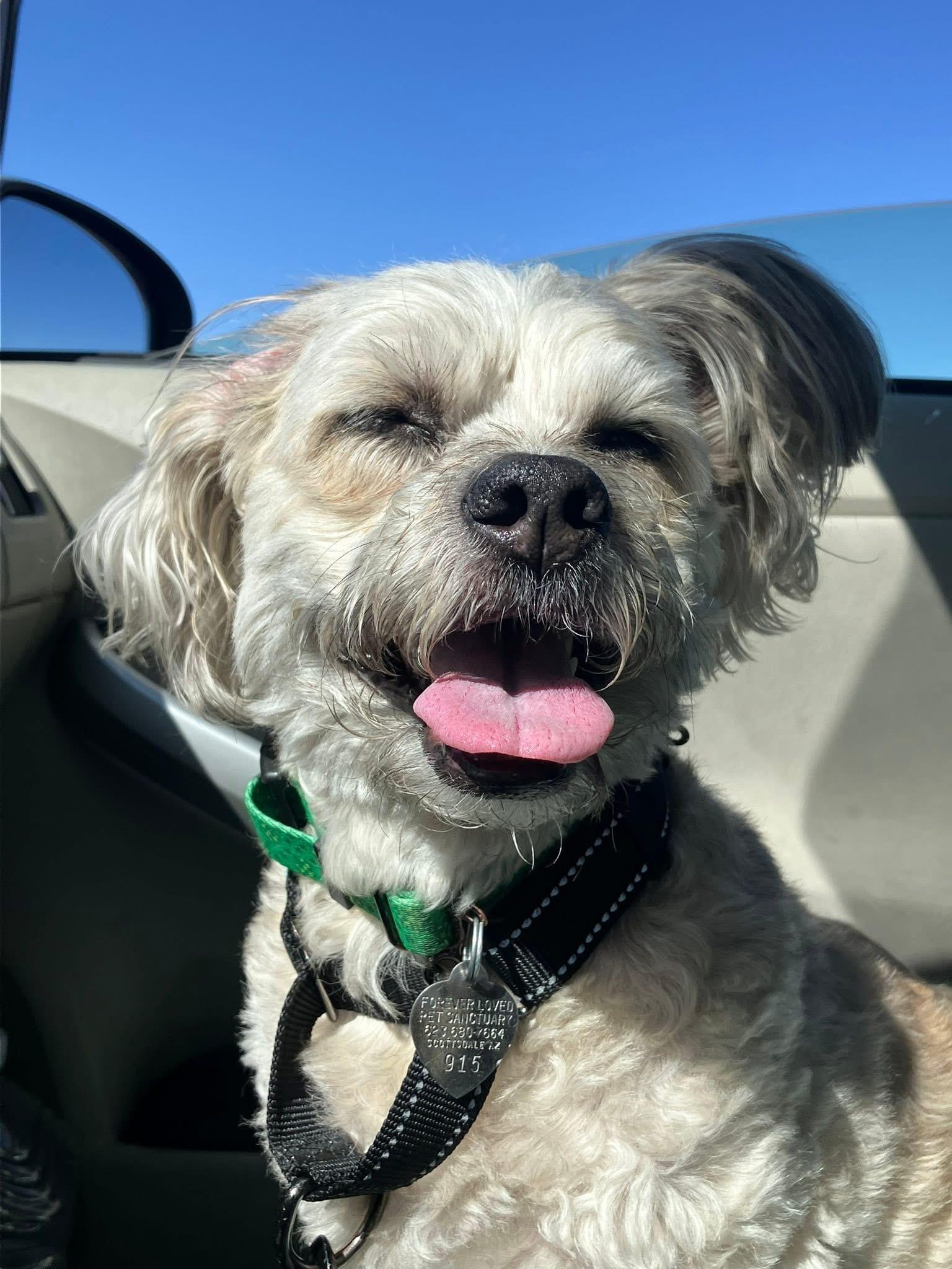 Bentley, Adoptable, Senior Male Shih Tzu.