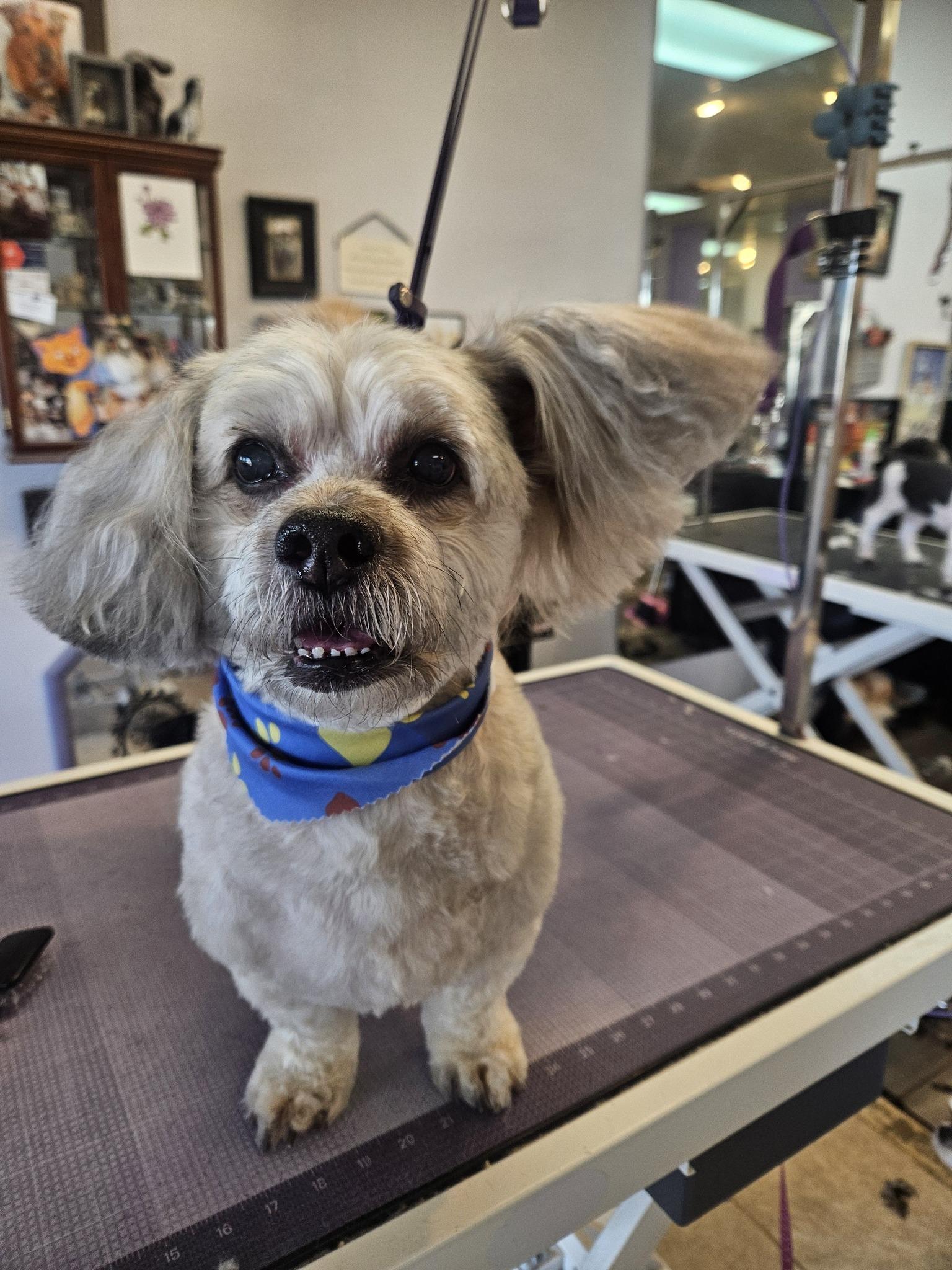 Bentley — thumbnail 3