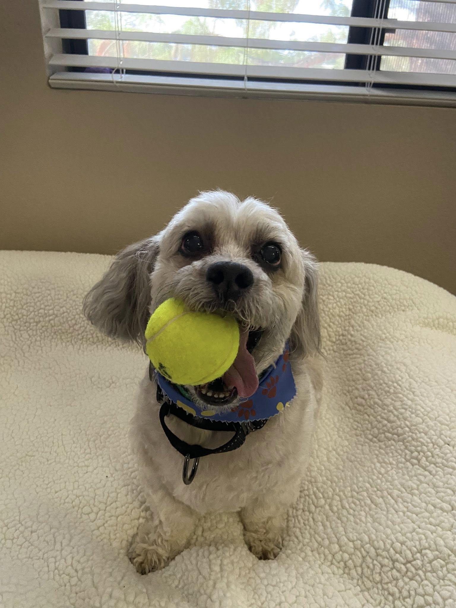 Bentley — thumbnail 4