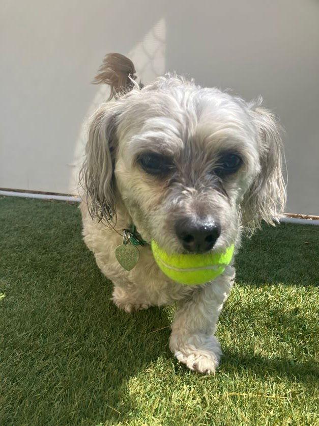 Bentley, a Adoptable mixed breed in Scottsdale, AZ image 5/5