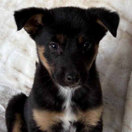 Enlarge GummyBear, a Adoptable Australian Shepherd in Verona, NJ image 1/5