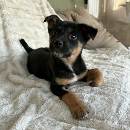 Enlarge GummyBear, a Adoptable Australian Shepherd in Verona, NJ image 2/5