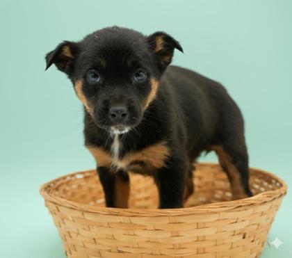 Enlarge GummyBear, a Adoptable Australian Shepherd in Verona, NJ image 3/5