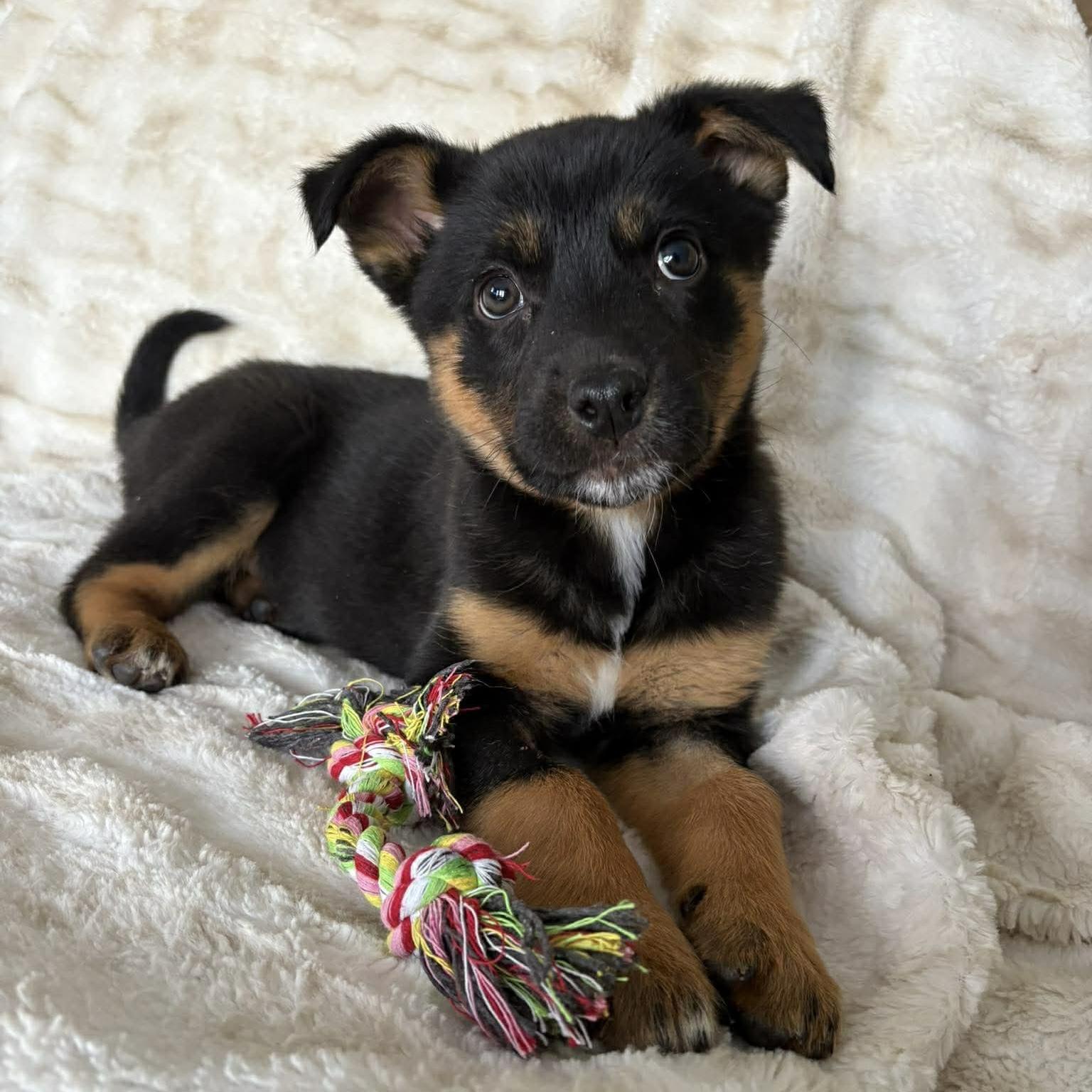 Enlarge GummyBear, a Adoptable Australian Shepherd in Verona, NJ image 4/5