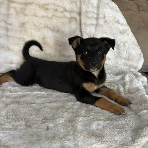 Enlarge GummyBear, a Adoptable Australian Shepherd in Verona, NJ image 5/5
