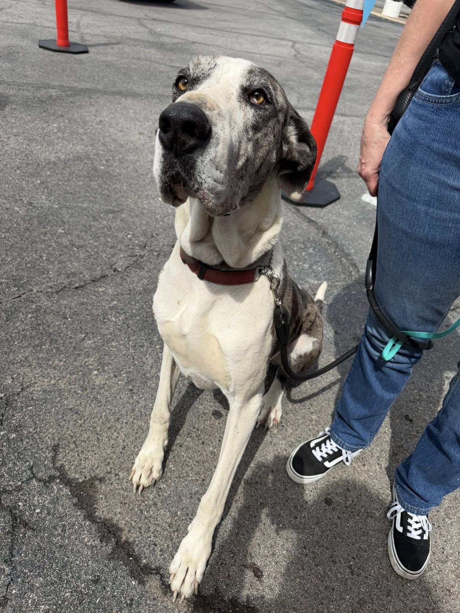 Kane, ADOPTABLE, Adult Male Great Dane.