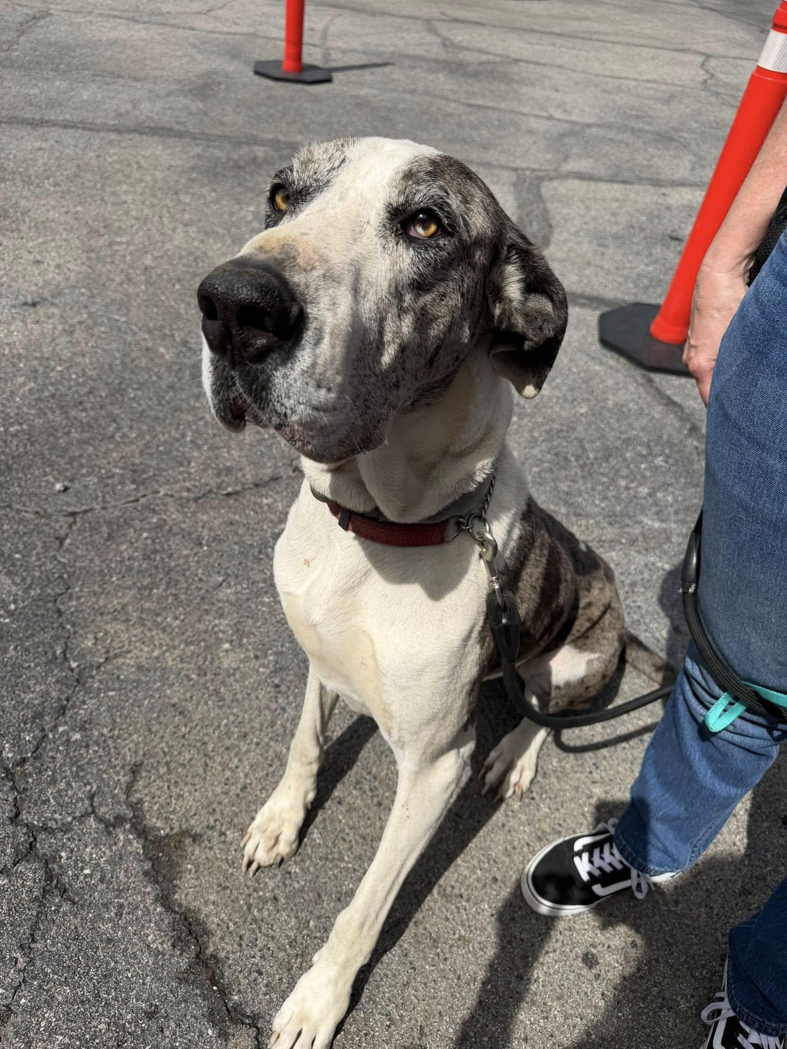 Enlarge Kane, a ADOPTABLE Great Dane in Broken Arrow, OK image 2/2