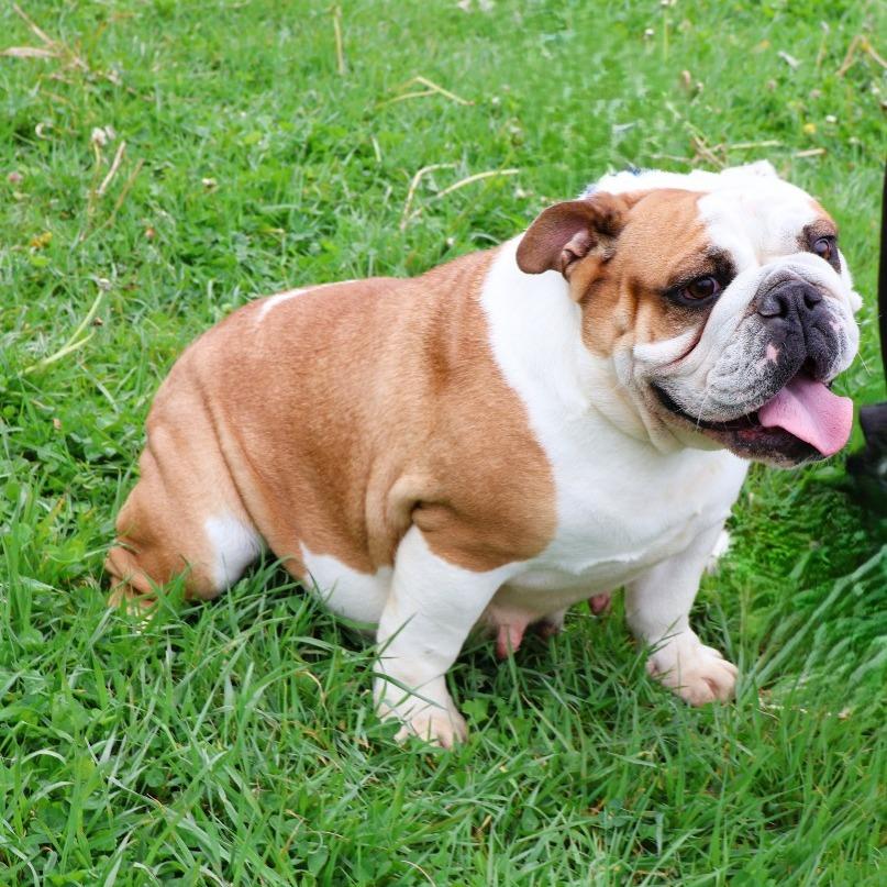 Enlarge Midnight  , a ADOPTABLE English Bulldog in Zionsville, IN image 1/1