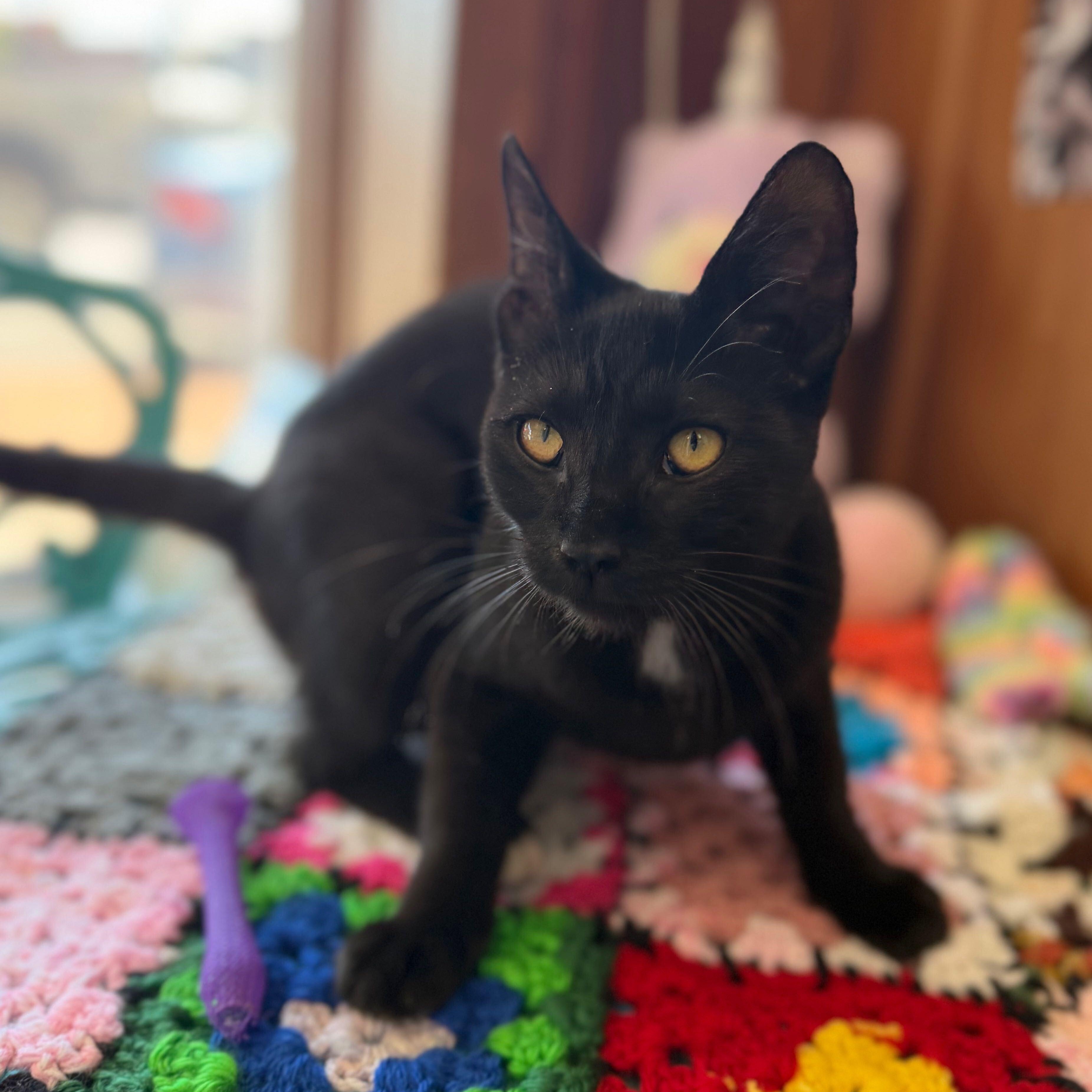 Tippy Toes, a Adoptable Domestic Short Hair in East Amherst, NY image 3/6