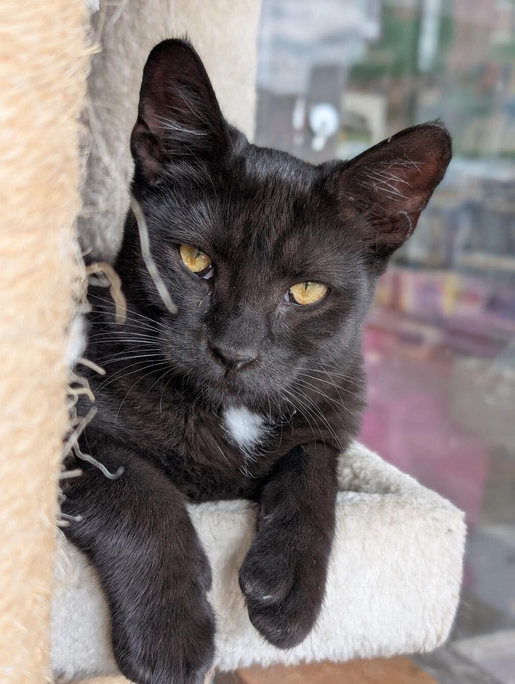 Tippy Toes, a Adoptable Domestic Short Hair in East Amherst, NY image 2/6