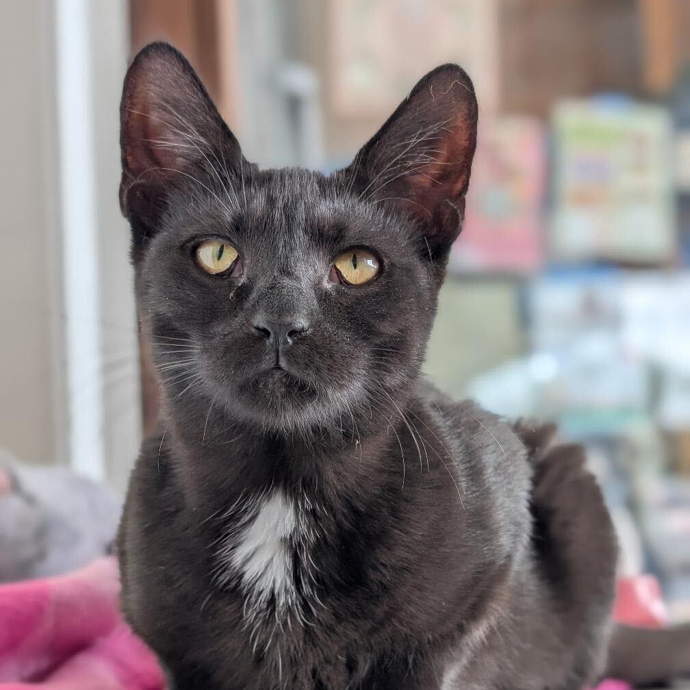 Tippy Toes, a Adoptable Domestic Short Hair in East Amherst, NY image 5/6