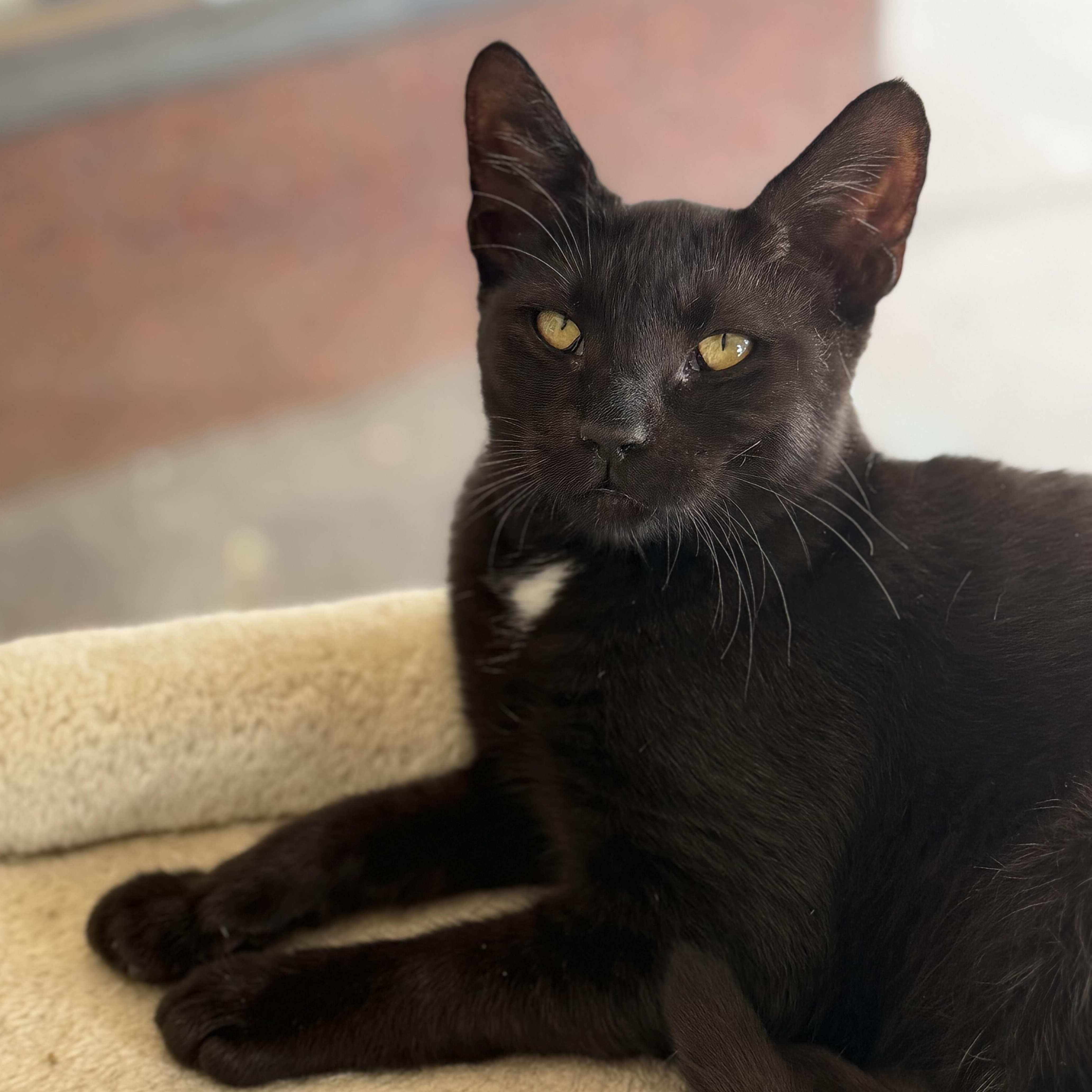 Tippy Toes, a Adoptable Domestic Short Hair in East Amherst, NY image 4/6