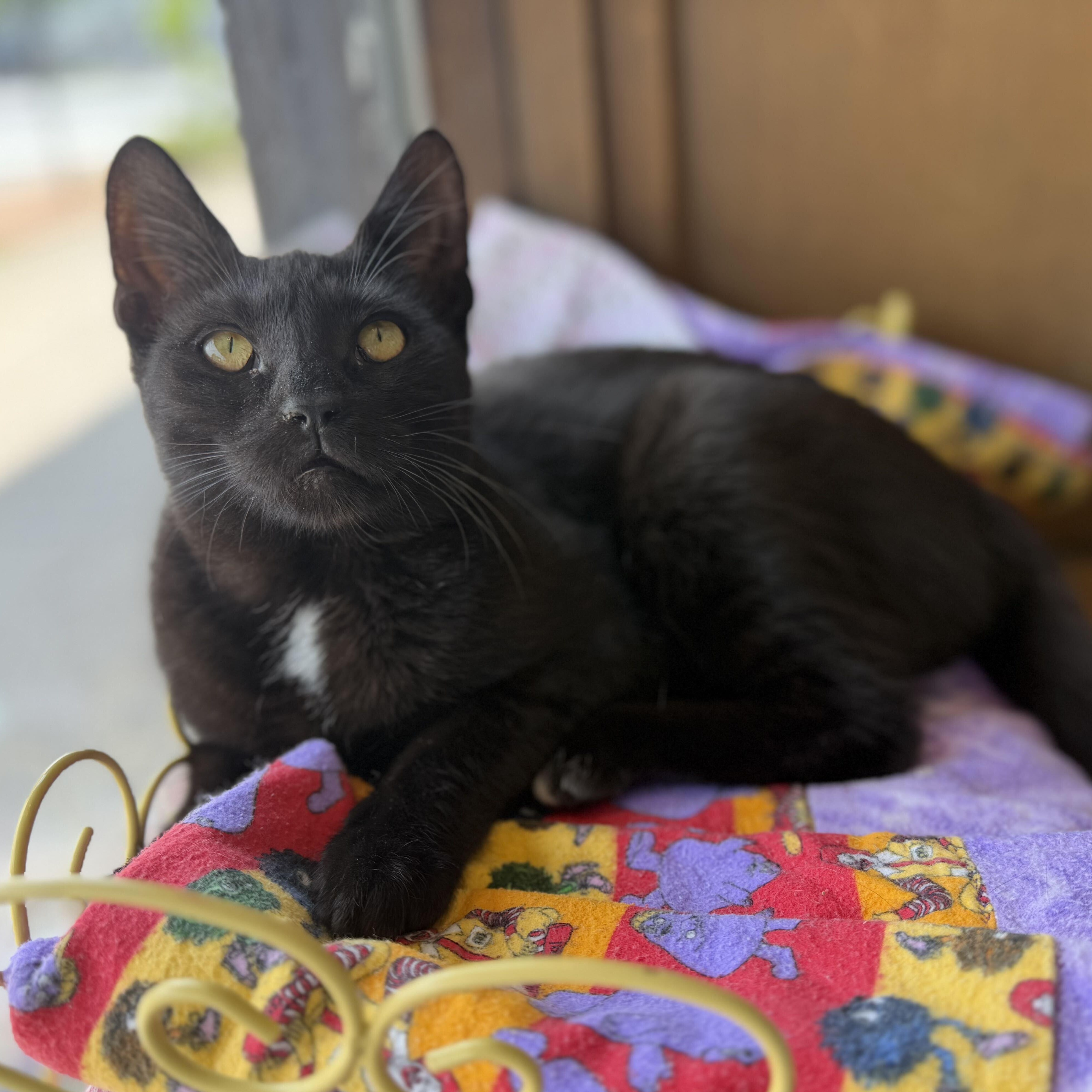 Tippy Toes, Adoptable, Kitten Female Domestic Short Hair.