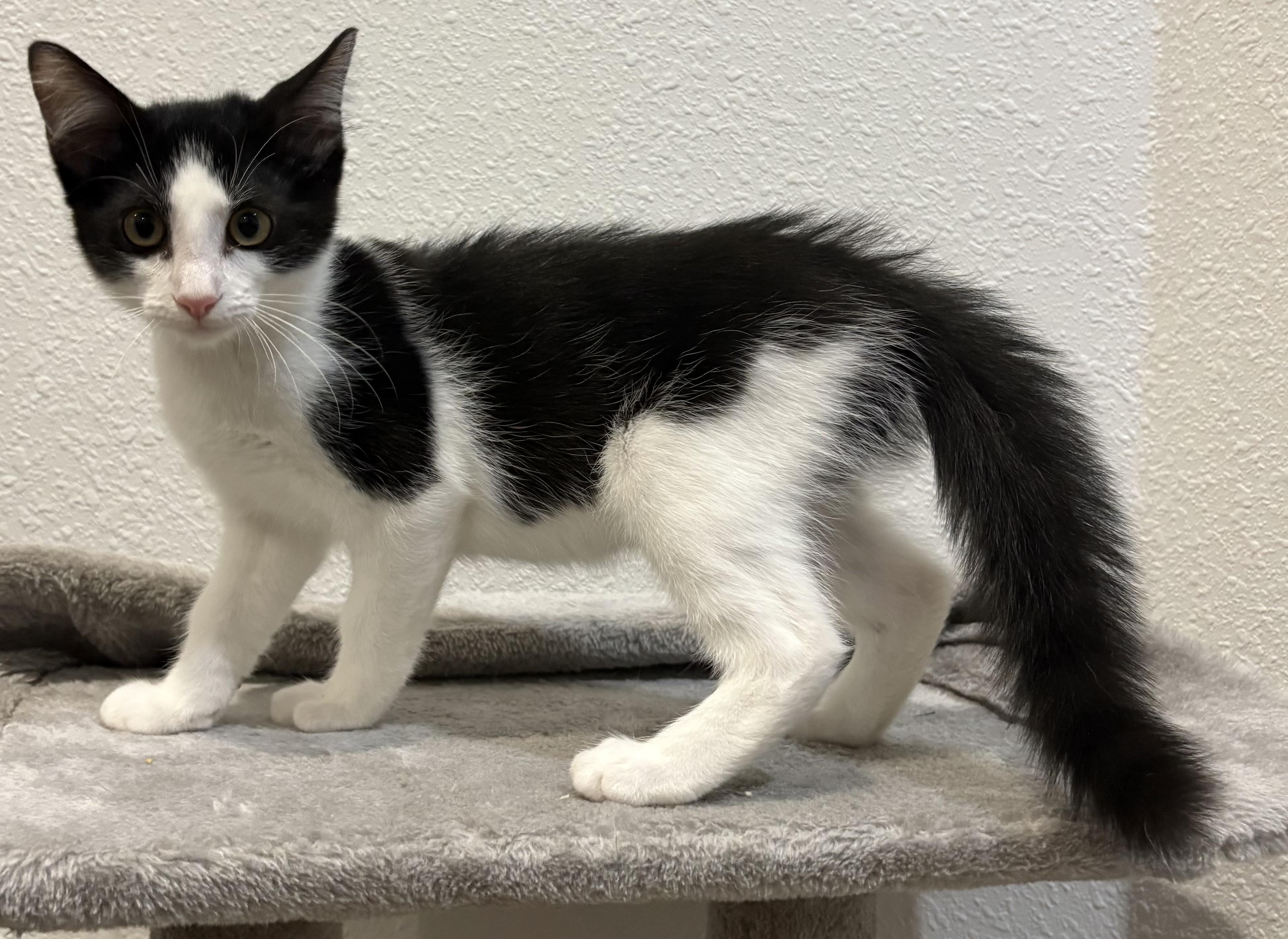 Piglet, a Adopted Domestic Short Hair in Orlando, FL image 4/6