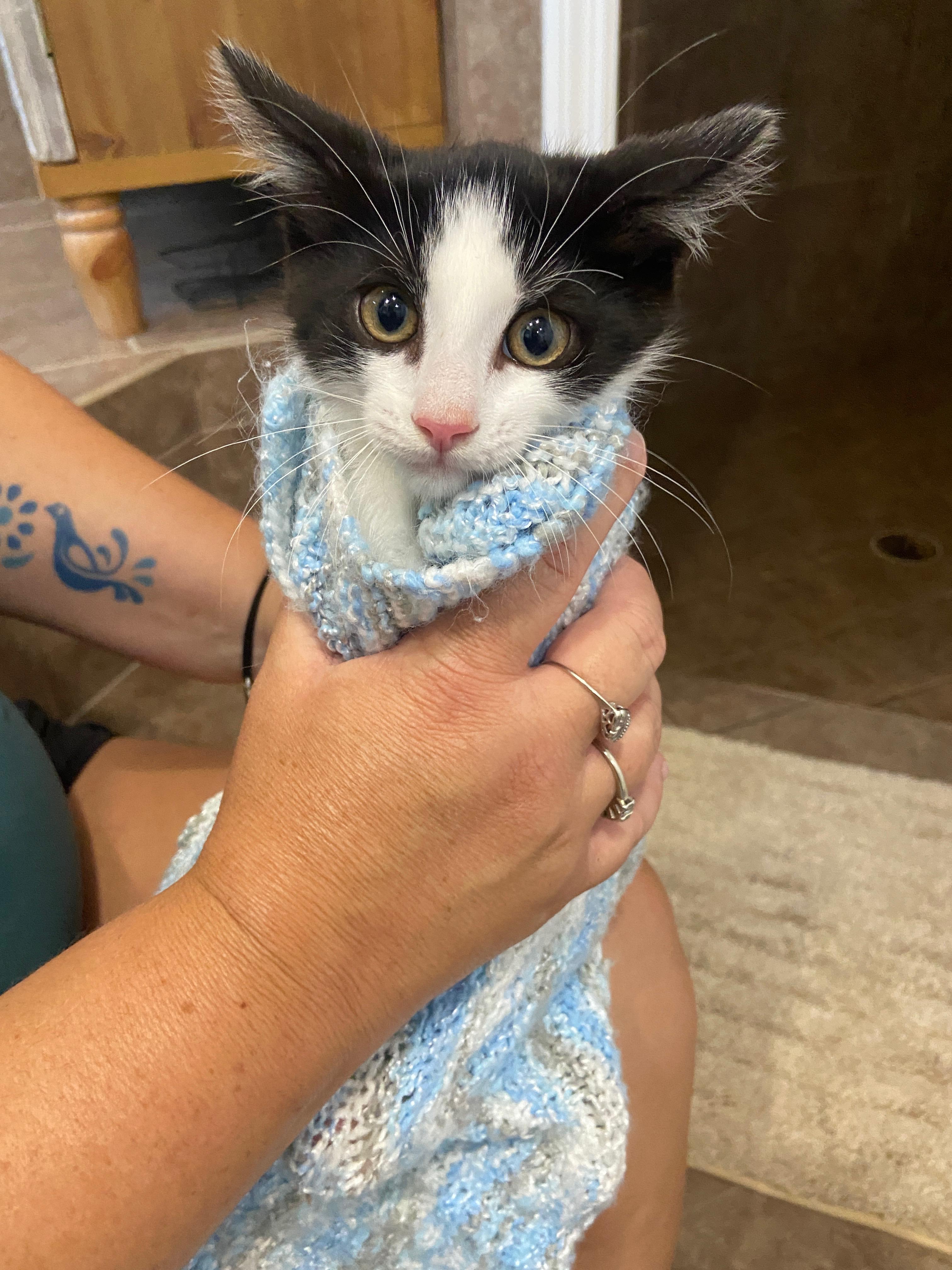 Piglet, a Adopted Domestic Short Hair in Orlando, FL image 5/6