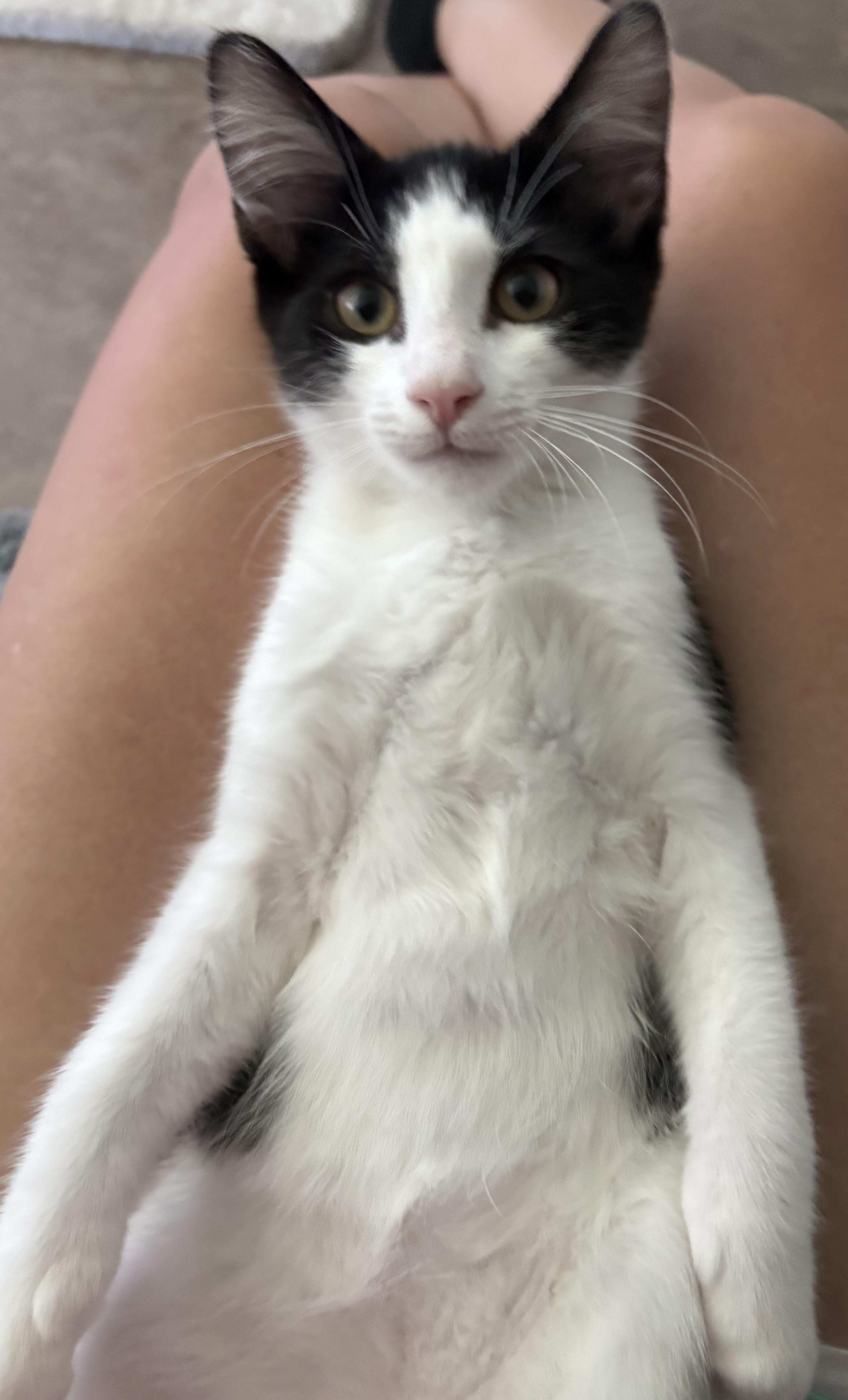 Piglet, a Adopted Domestic Short Hair in Orlando, FL image 3/6