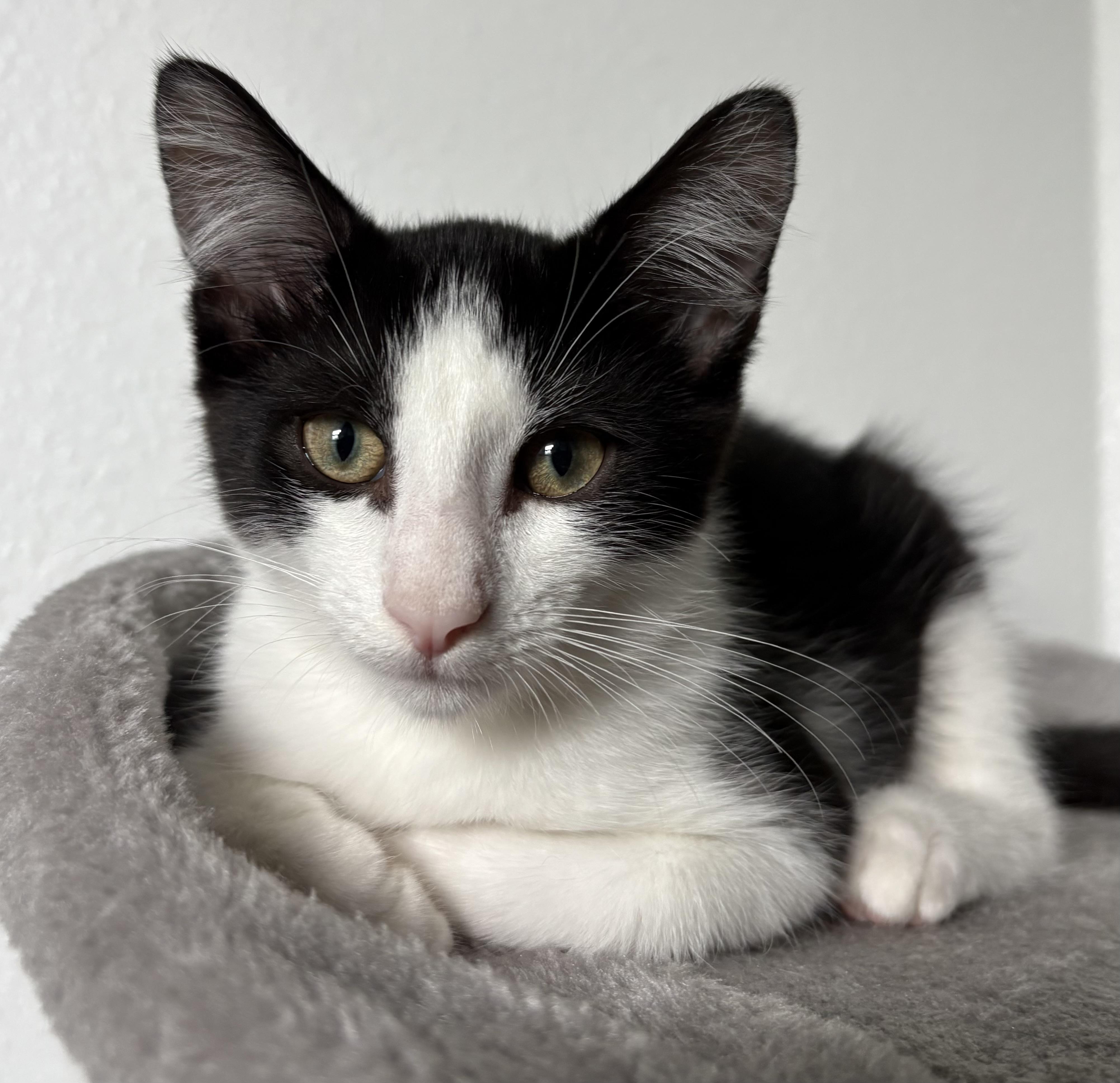 Piglet, a Adopted Domestic Short Hair in Orlando, FL image 2/6