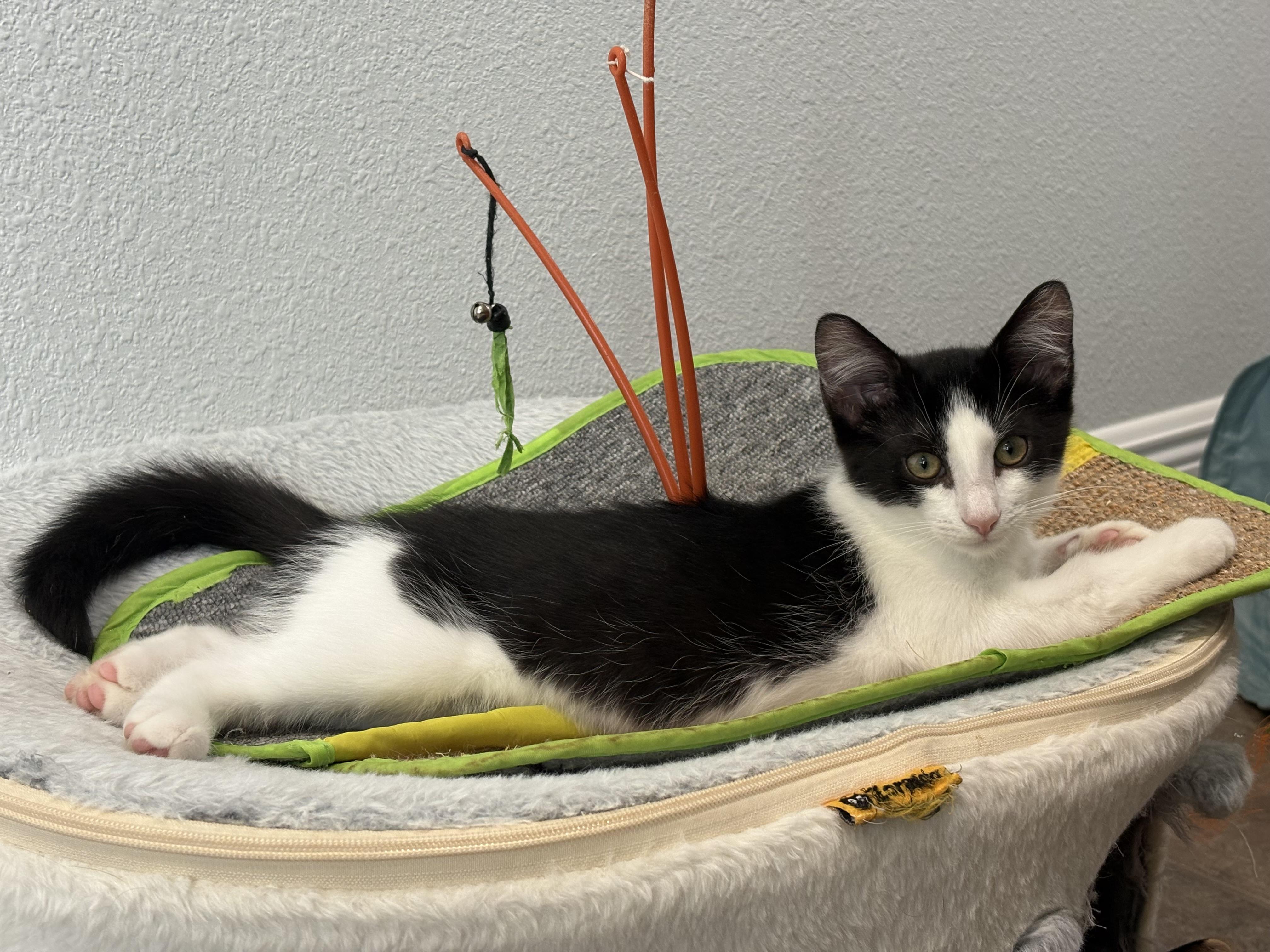 Piglet, a Adopted Domestic Short Hair in Orlando, FL image 6/6