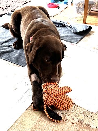 Enlarge River #22, a ADOPTABLE Chocolate Labrador Retriever in Killingworth, CT image 4/6
