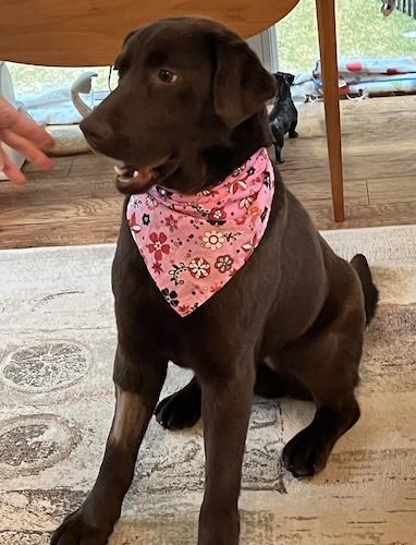 Enlarge River #22, a ADOPTABLE Chocolate Labrador Retriever in Killingworth, CT image 1/6