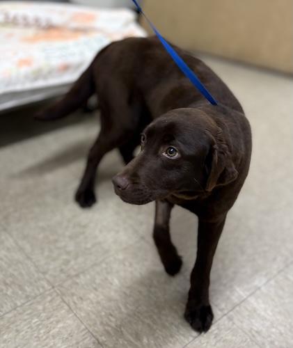 Enlarge River #22, a ADOPTABLE Chocolate Labrador Retriever in Killingworth, CT image 2/6