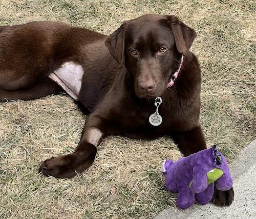 Enlarge River #22, a ADOPTABLE Chocolate Labrador Retriever in Killingworth, CT image 3/6