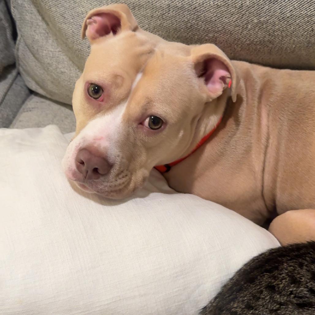 Tuesday, Adoptable, Adult Female Mixed Breed.