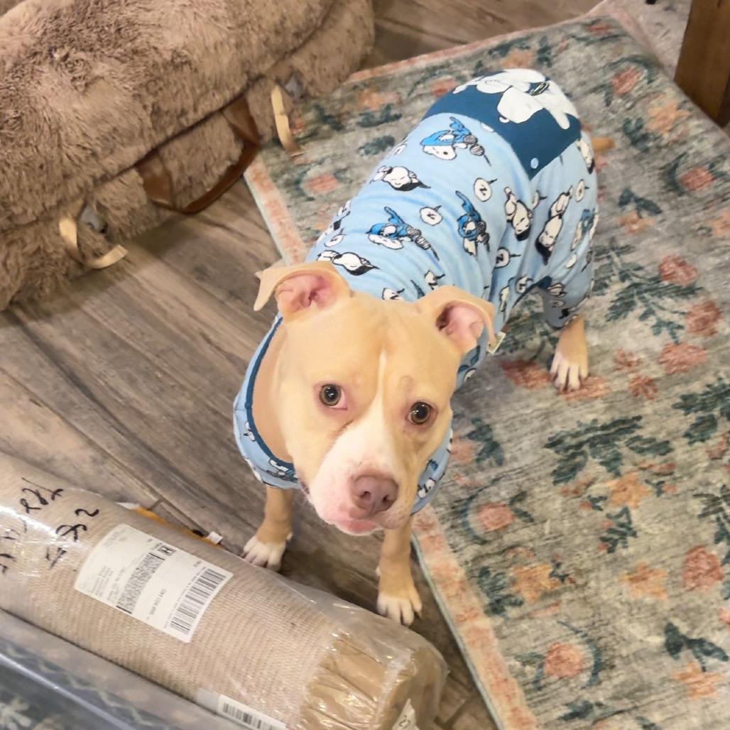 Tuesday, a Adoptable Mixed Breed in Jersey City, NJ image 2/6