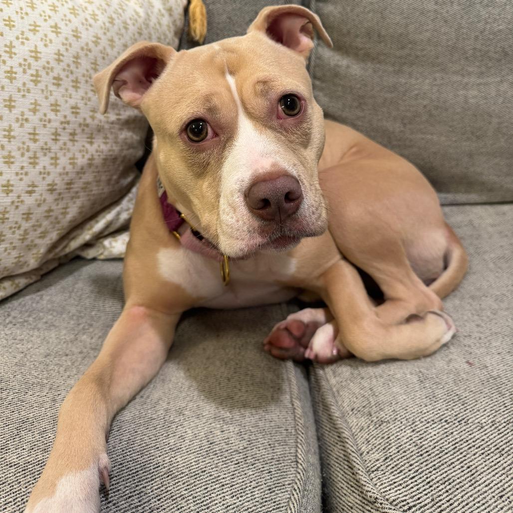 Tuesday, Adoptable, Adult Female Mixed Breed.