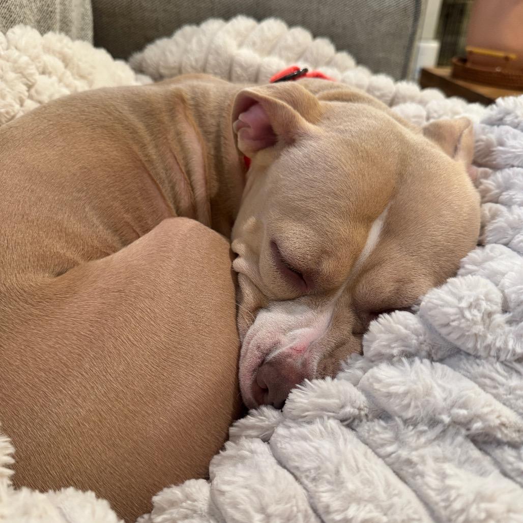 Tuesday, a Adoptable Mixed Breed in Jersey City, NJ image 4/6