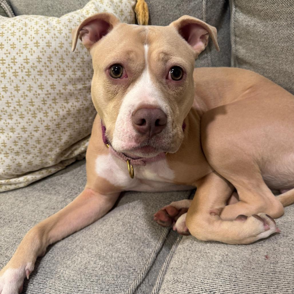 Tuesday, a Adoptable Mixed Breed in Jersey City, NJ image 5/6