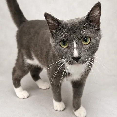 Smudge, Adoptable, Adult Male Domestic Short Hair.