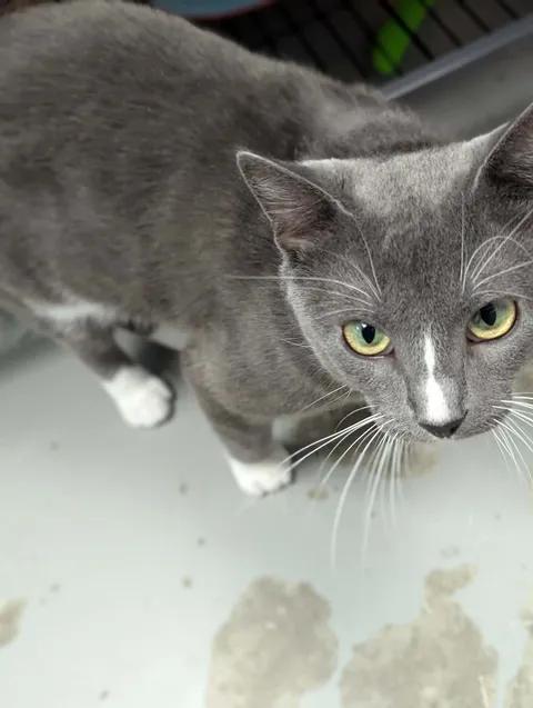 Smudge, a Adoptable Domestic Short Hair in Brooks, AB image 3/4