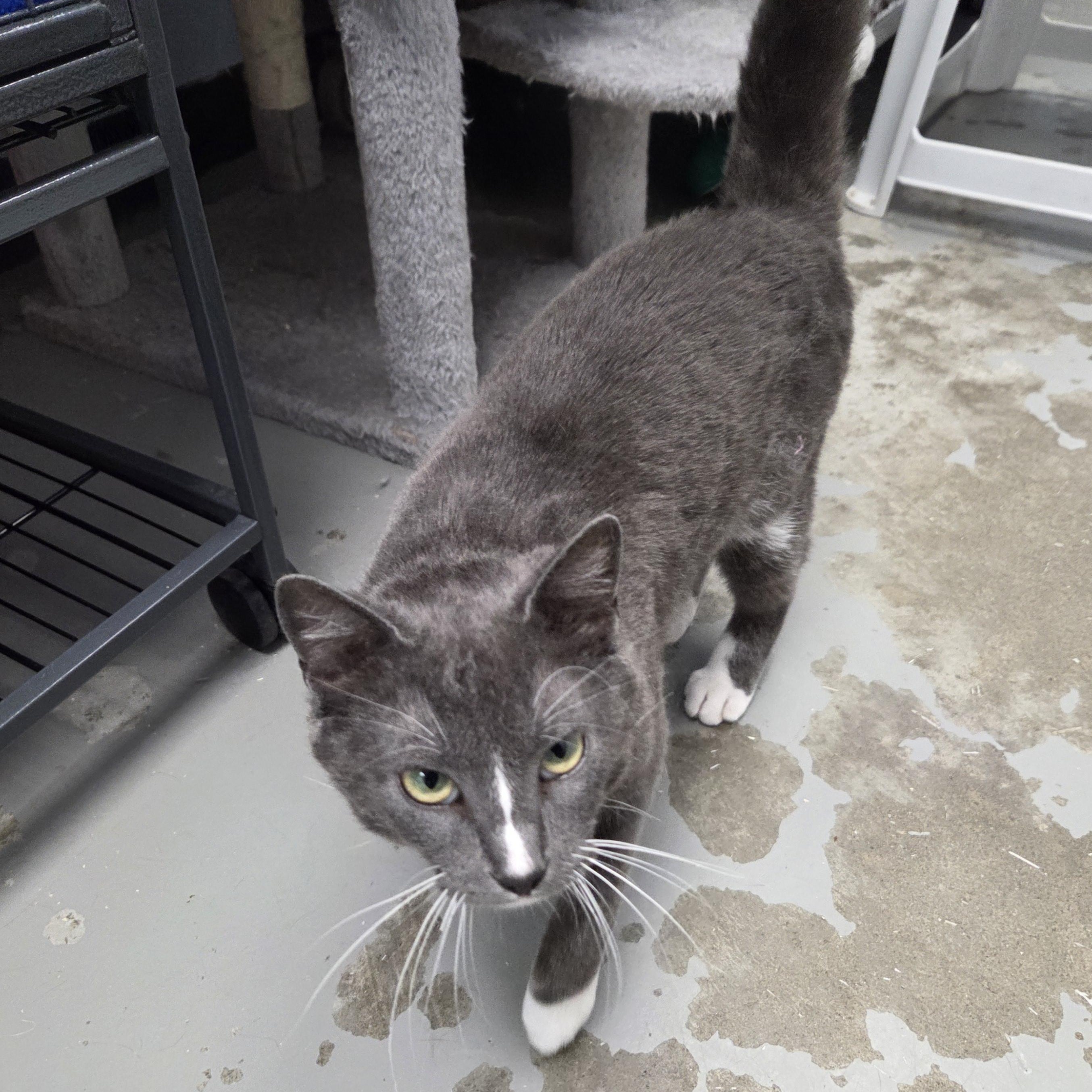 Smudge, Adoptable, Adult Male Domestic Short Hair.
