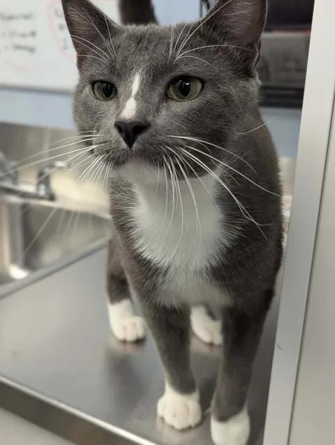 Smudge, a Adoptable Domestic Short Hair in Brooks, AB image 4/4