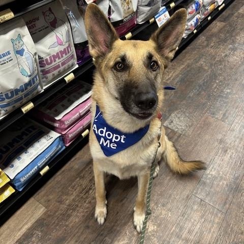 Moana, Adoptable, Adult Female Mixed Breed.