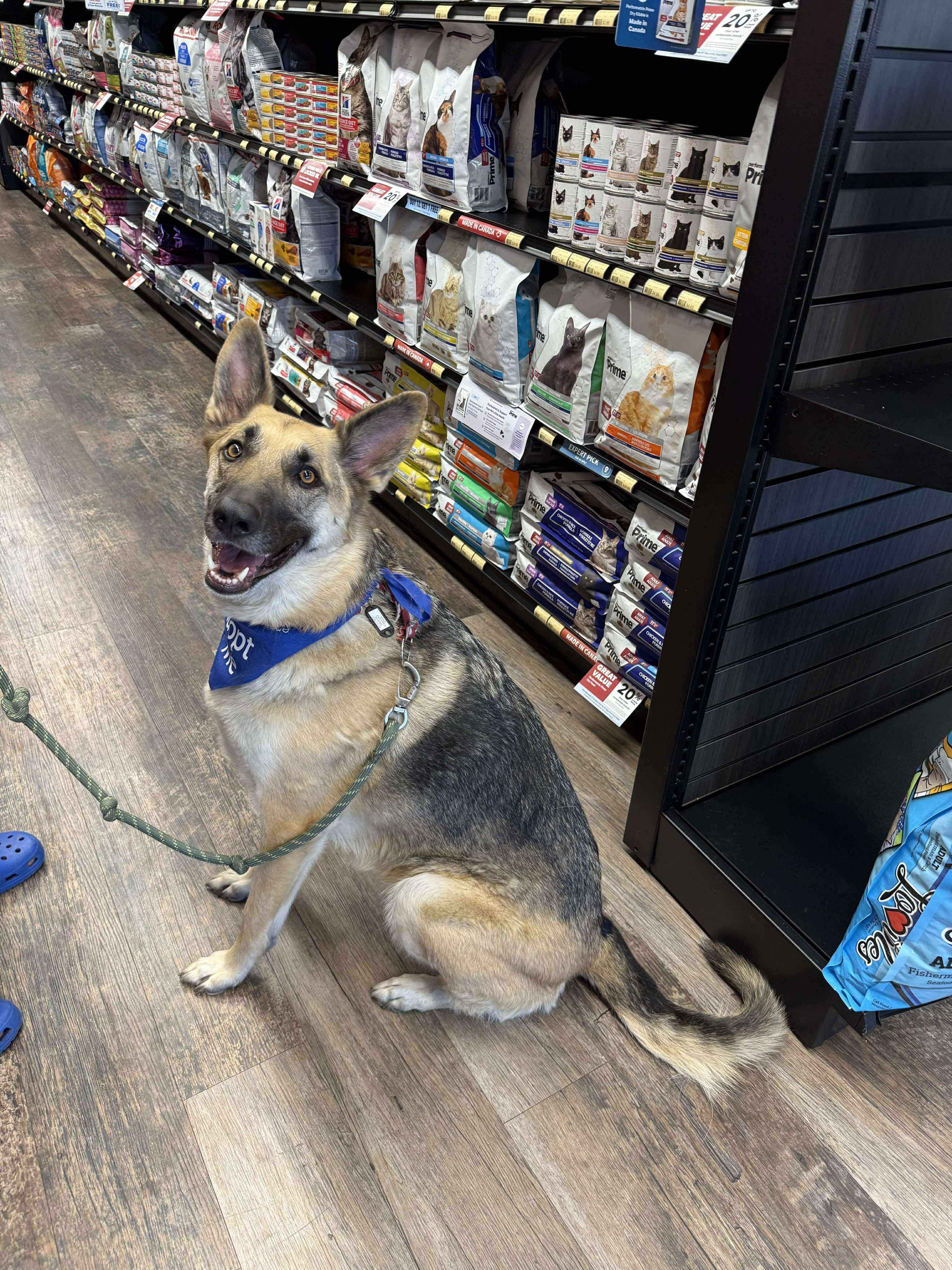 Moana, a Adoptable Mixed Breed in Saskatoon, SK image 3/5