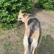 Moana, a Adoptable Mixed Breed in Saskatoon, SK image 5/5