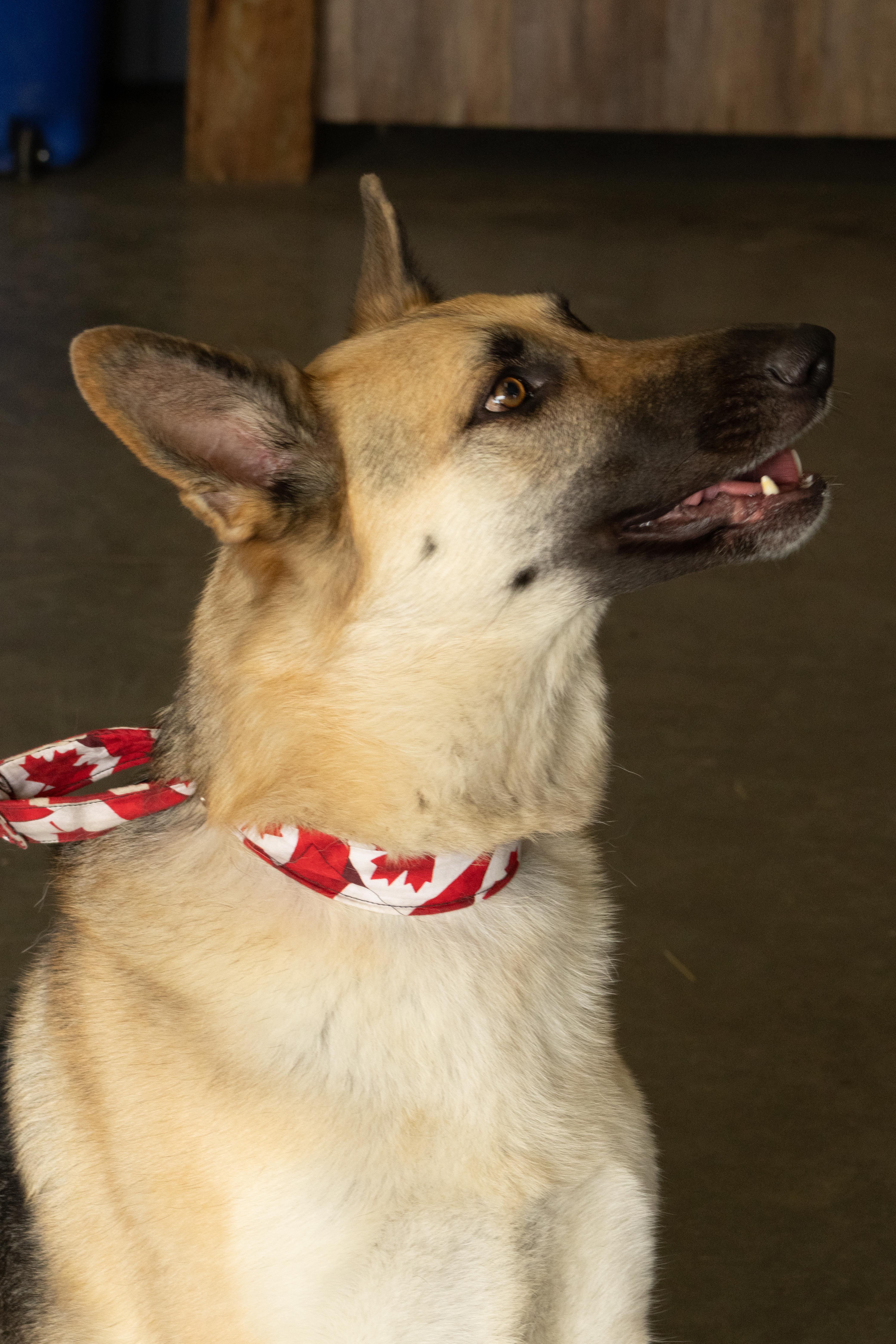 Moana, an adoptable Mixed Breed in Saskatoon, SK, S7H 0W2 | Photo Image 2