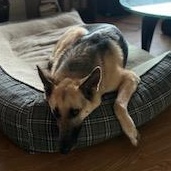 Moana, a Adoptable Mixed Breed in Saskatoon, SK image 4/5