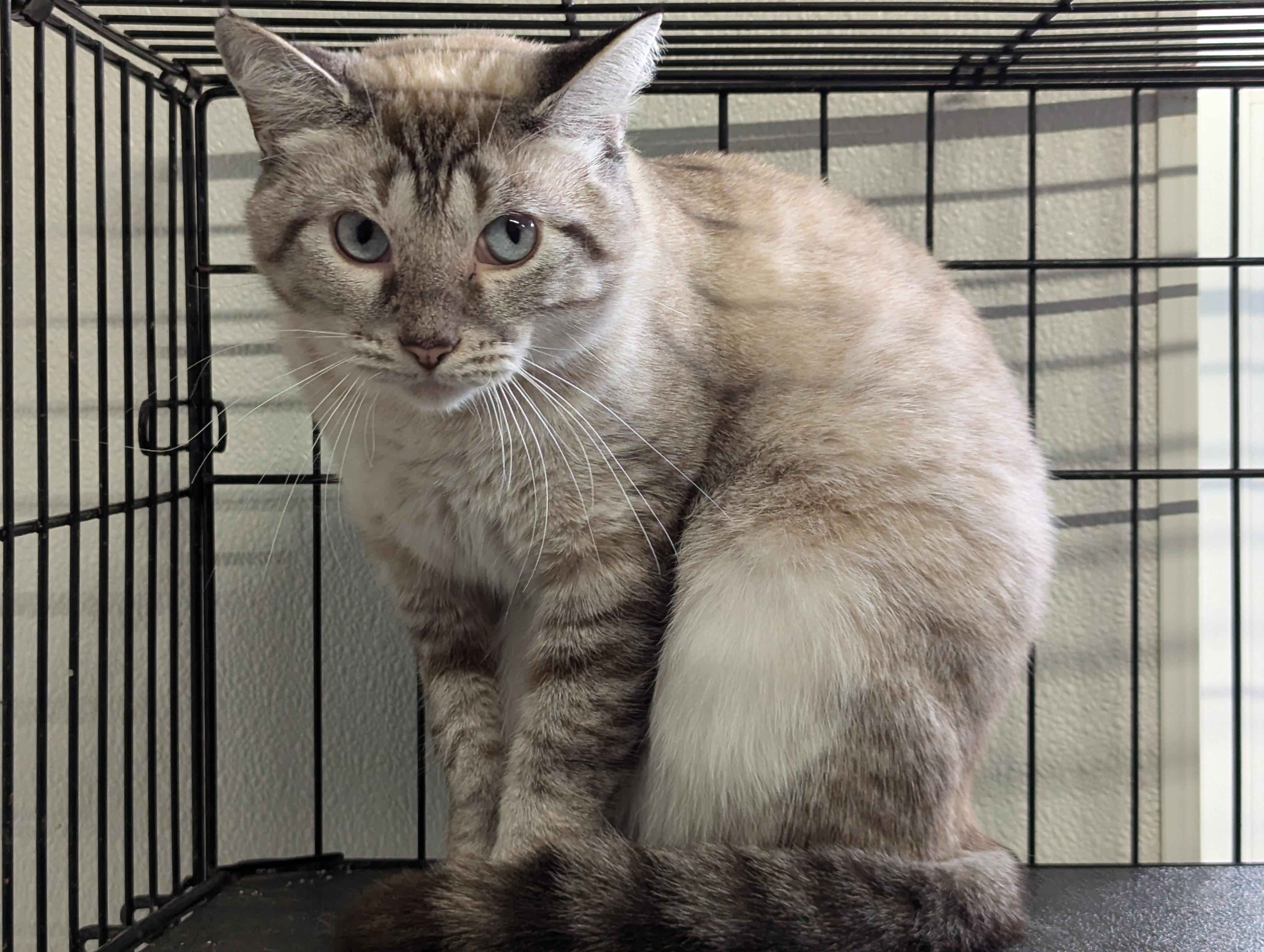 Bluie, an adoptable Siamese in Reeds Spring, MO, 65737 | Photo Image 1