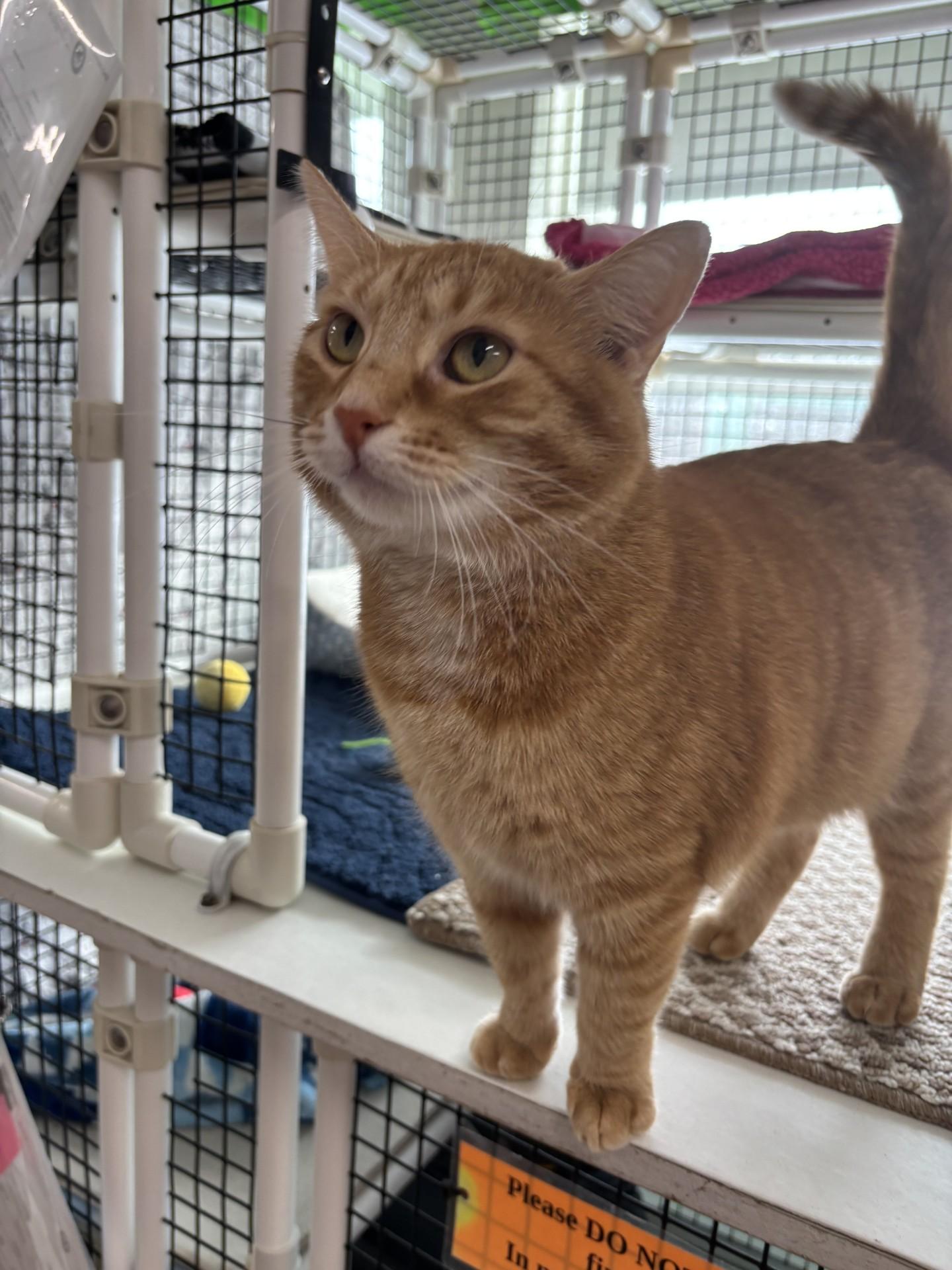 Mrs. Puff, an adopted Domestic Short Hair in Altoona, PA image 3/3