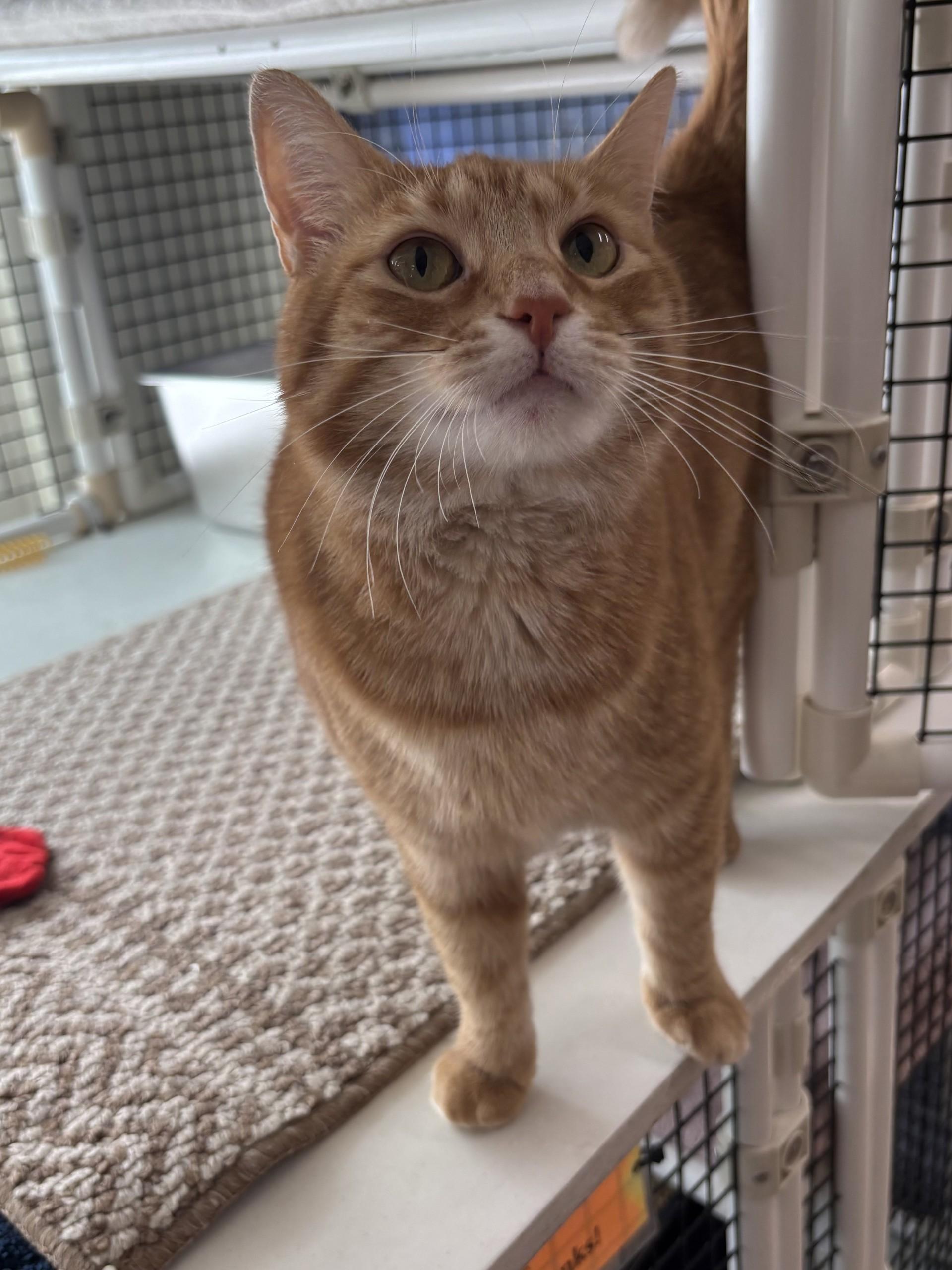 Mrs. Puff, an adopted Domestic Short Hair in Altoona, PA image 2/3