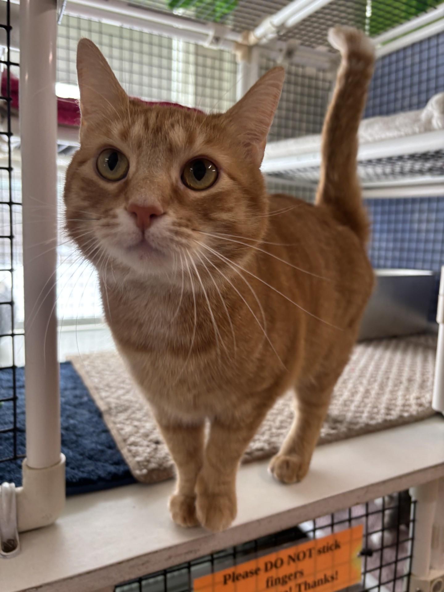 Mrs. Puff, adopted, Adult Female Domestic Short Hair.