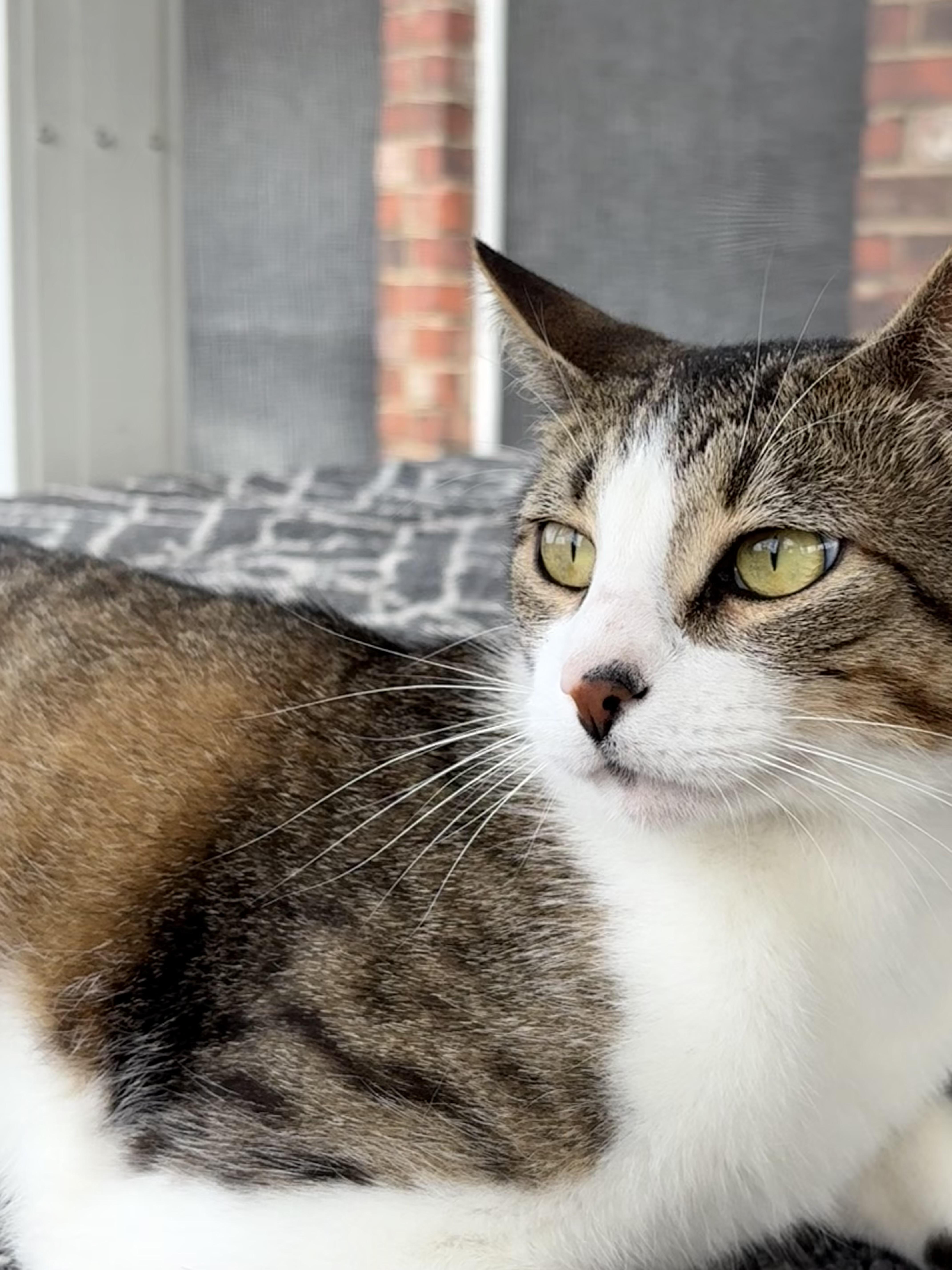Enlarge Kodiak, a ADOPTABLE Tabby in Keller, TX image 3/4