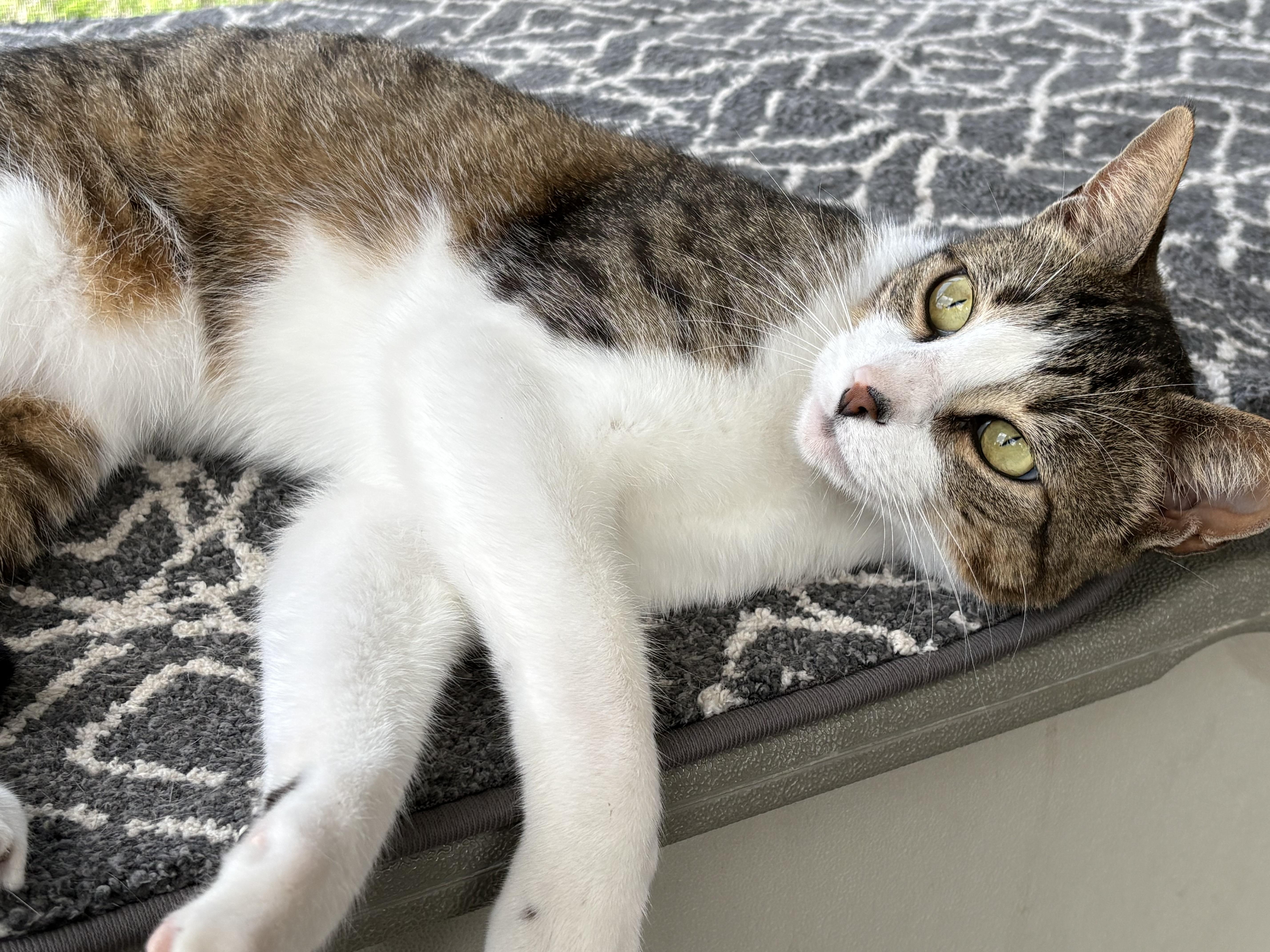 Kodiak, ADOPTABLE, Young Male Tabby.