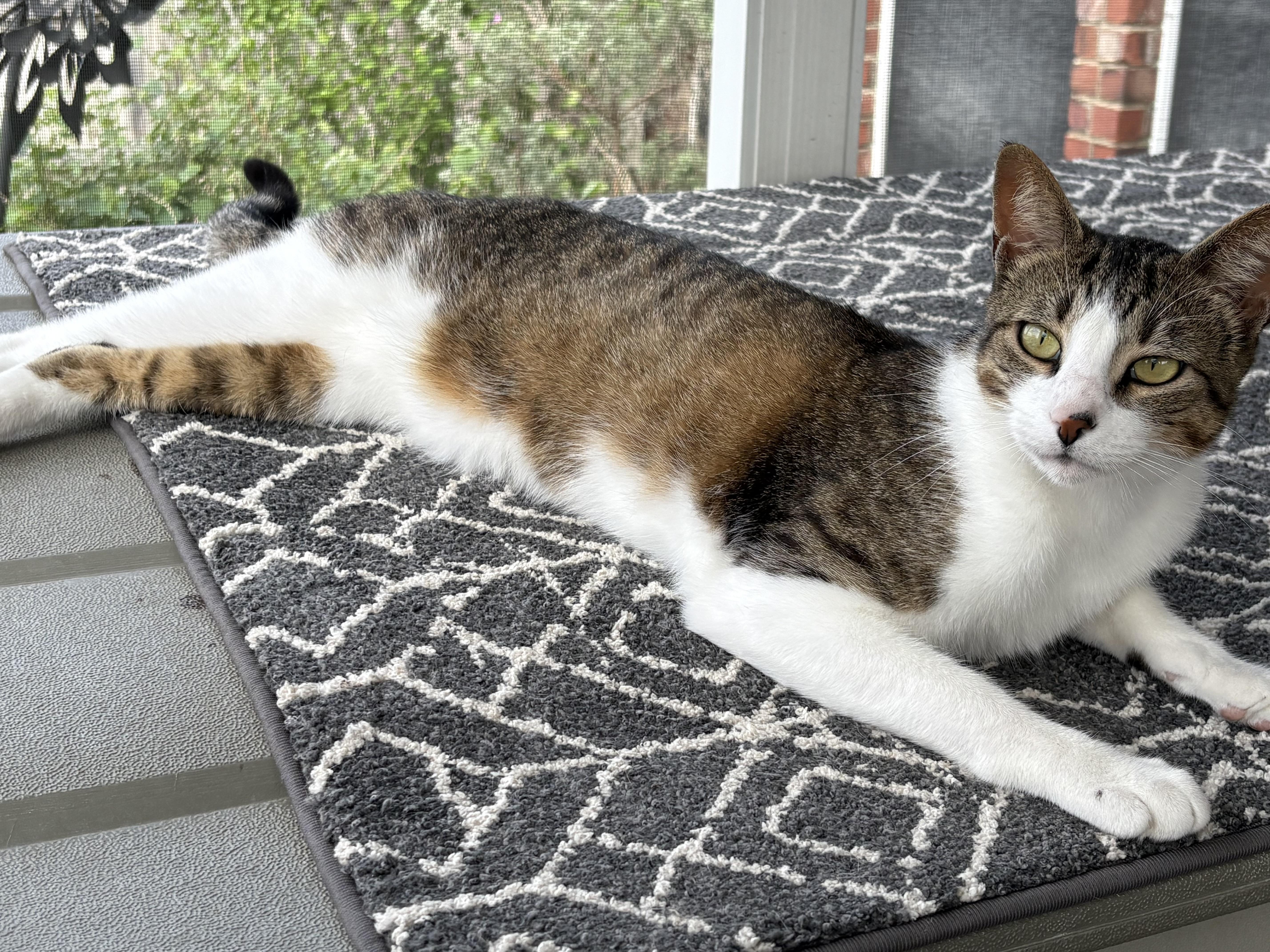 Enlarge Kodiak, a ADOPTABLE Tabby in Keller, TX image 2/4