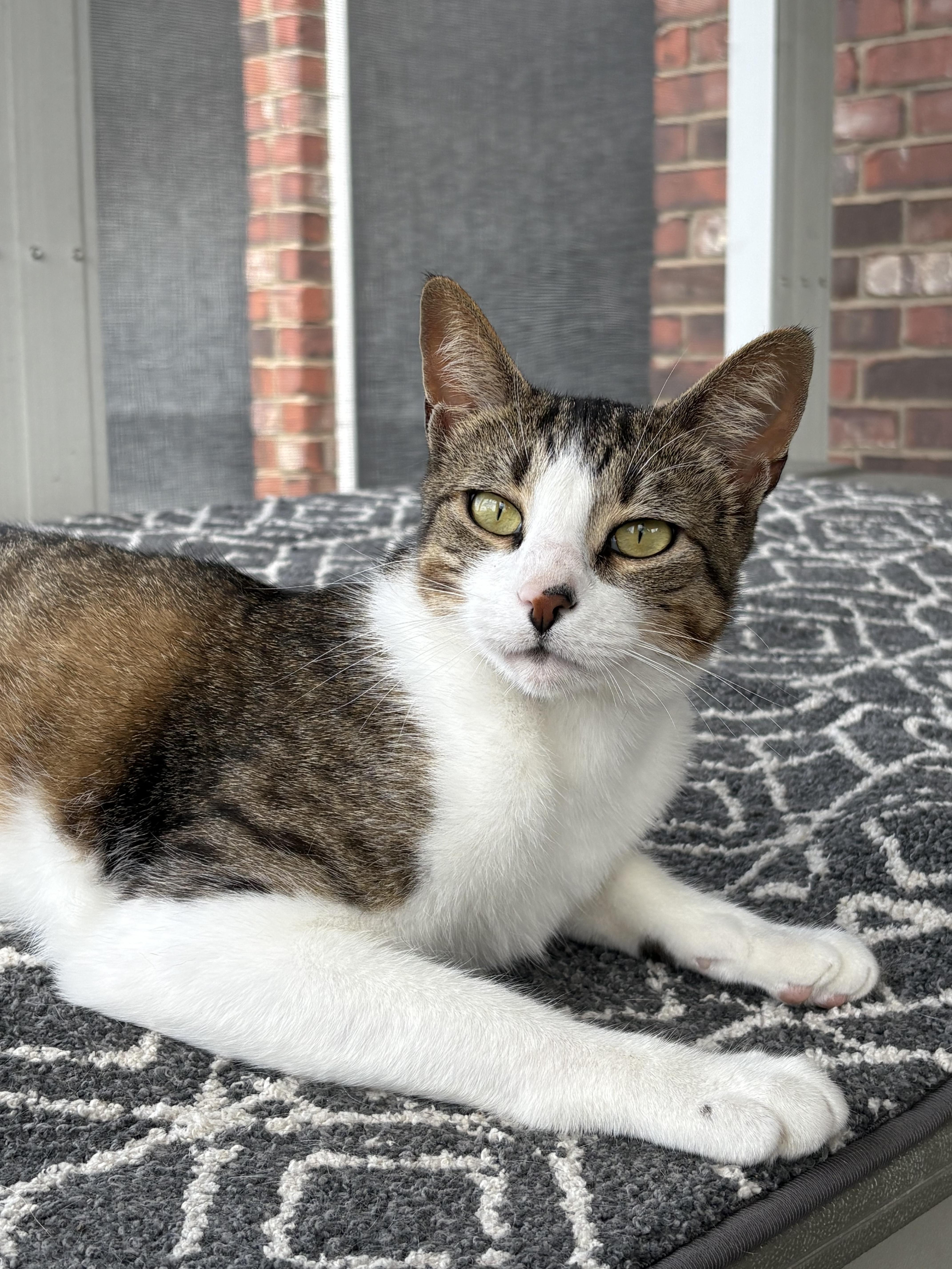 Enlarge Kodiak, a ADOPTABLE Tabby in Keller, TX image 4/4