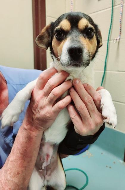 Enlarge Sweetness, a Adoptable mixed breed image 1/2